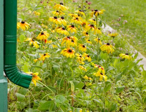 Gutters and Landscaping: How to Protect Your Garden from Water Damage