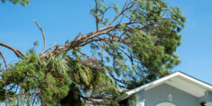 The Effects of Tree Overhang on Your Roof’s Longevity