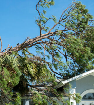 The Effects of Tree Overhang on Your Roof’s Longevity