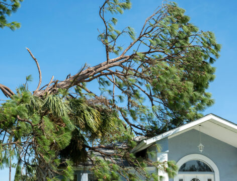 The Effects of Tree Overhang on Your Roof’s Longevity