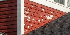 How to Prevent Pests From Damaging Your Siding